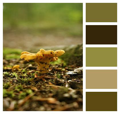 Agaric Mushroom Forest Floor Image